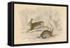 The Hare (Lepus Europaeu), 1828-null-Framed Stretched Canvas