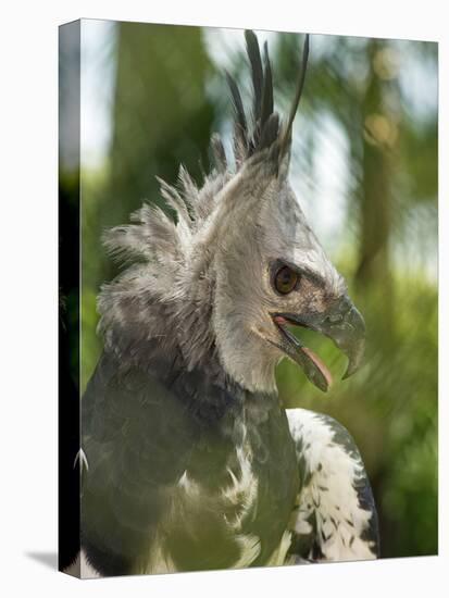 The Harpy Eagle (Harpia Harpyja), Misiones, Argentina-Andres Morya Hinojosa-Stretched Canvas