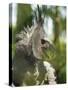 The Harpy Eagle (Harpia Harpyja), Misiones, Argentina-Andres Morya Hinojosa-Stretched Canvas