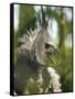 The Harpy Eagle (Harpia Harpyja), Misiones, Argentina-Andres Morya Hinojosa-Framed Stretched Canvas