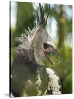 The Harpy Eagle (Harpia Harpyja), Misiones, Argentina-Andres Morya Hinojosa-Stretched Canvas