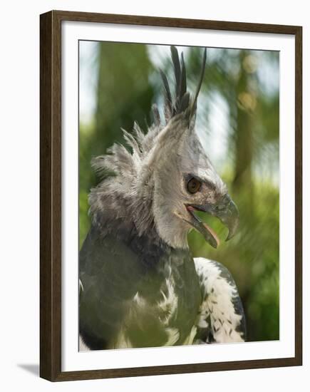 The Harpy Eagle (Harpia Harpyja), Misiones, Argentina-Andres Morya Hinojosa-Framed Premium Photographic Print