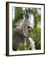 The Harpy Eagle (Harpia Harpyja), Misiones, Argentina-Andres Morya Hinojosa-Framed Premium Photographic Print