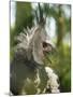 The Harpy Eagle (Harpia Harpyja), Misiones, Argentina-Andres Morya Hinojosa-Mounted Premium Photographic Print