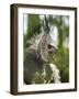 The Harpy Eagle (Harpia Harpyja), Misiones, Argentina-Andres Morya Hinojosa-Framed Photographic Print