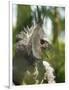 The Harpy Eagle (Harpia Harpyja), Misiones, Argentina-Andres Morya Hinojosa-Framed Photographic Print