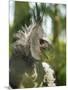 The Harpy Eagle (Harpia Harpyja), Misiones, Argentina-Andres Morya Hinojosa-Mounted Photographic Print
