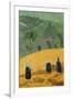 The Harvest (Oil on Canvas)-Paul Serusier-Framed Giclee Print