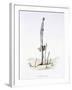 The Hasty Asparagus, from 'L'Empire Des Legumes, Memoires De Curcurbitus'-Amedee Varin-Framed Giclee Print