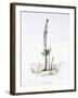 The Hasty Asparagus, from 'L'Empire Des Legumes, Memoires De Curcurbitus'-Amedee Varin-Framed Giclee Print