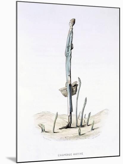 The Hasty Asparagus, from 'L'Empire Des Legumes, Memoires De Curcurbitus'-Amedee Varin-Mounted Giclee Print