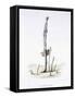 The Hasty Asparagus, from 'L'Empire Des Legumes, Memoires De Curcurbitus'-Amedee Varin-Framed Stretched Canvas