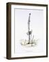 The Hasty Asparagus, from 'L'Empire Des Legumes, Memoires De Curcurbitus'-Amedee Varin-Framed Giclee Print