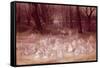 The Haunted Park-Richard Doyle-Framed Stretched Canvas