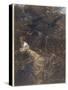 The Haunted Wood C1903-Arthur Rackham-Stretched Canvas