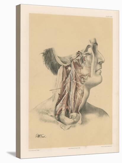 The Head and Neck. Internal Carotid and Ascending Pharyngeal Arteries, and Cranial Nerves in the…-G. H. Ford-Stretched Canvas