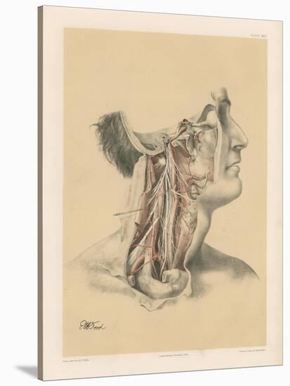 The Head and Neck. Internal Carotid and Ascending Pharyngeal Arteries, and Cranial Nerves in the…-G. H. Ford-Stretched Canvas