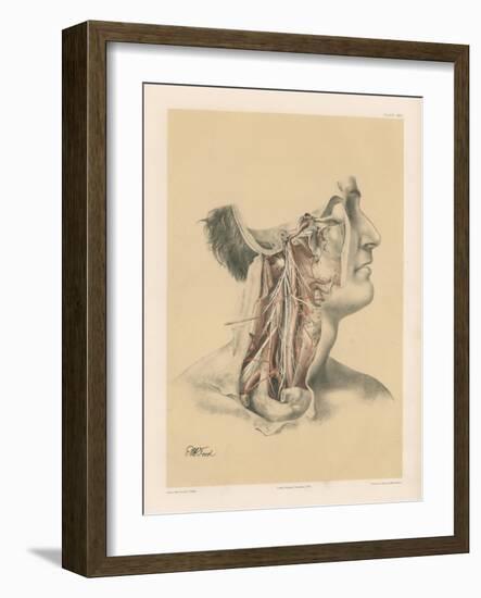 The Head and Neck. Internal Carotid and Ascending Pharyngeal Arteries, and Cranial Nerves in the…-G. H. Ford-Framed Giclee Print