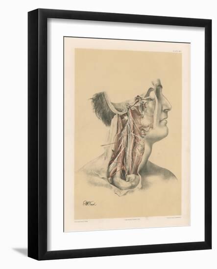 The Head and Neck. Internal Carotid and Ascending Pharyngeal Arteries, and Cranial Nerves in the…-G. H. Ford-Framed Giclee Print