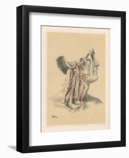 The Head and Neck. Internal Carotid and Ascending Pharyngeal Arteries, and Cranial Nerves in the…-G. H. Ford-Framed Premium Giclee Print