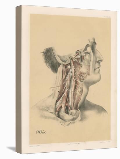 The Head and Neck. Internal Carotid and Ascending Pharyngeal Arteries, and Cranial Nerves in the…-G. H. Ford-Stretched Canvas