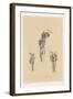 The Head and Neck. Larynx and Vocal Apparatus, with the Muscles, Vessels, and Nerves-G. H. Ford-Framed Giclee Print