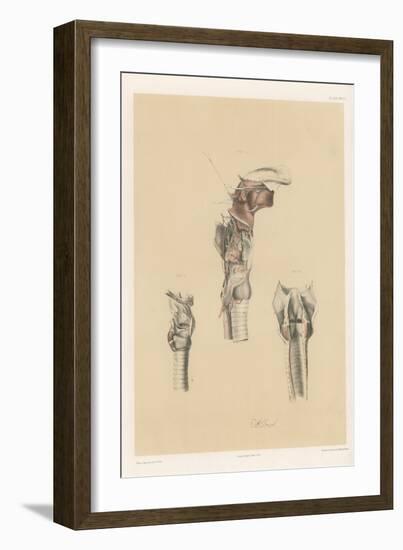 The Head and Neck. Larynx and Vocal Apparatus, with the Muscles, Vessels, and Nerves-G. H. Ford-Framed Giclee Print