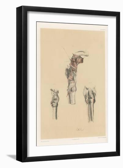 The Head and Neck. Larynx and Vocal Apparatus, with the Muscles, Vessels, and Nerves-G. H. Ford-Framed Giclee Print