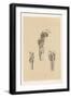 The Head and Neck. Larynx and Vocal Apparatus, with the Muscles, Vessels, and Nerves-G. H. Ford-Framed Giclee Print