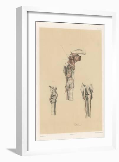 The Head and Neck. Larynx and Vocal Apparatus, with the Muscles, Vessels, and Nerves-G. H. Ford-Framed Giclee Print