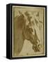 The Head and Neck of a Horse-Parmigianino-Framed Stretched Canvas