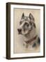 The Head of a Doberman-Wilhelm Schwar-Framed Giclee Print