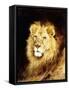 The Head of a Lion-Geza Vastagh-Framed Stretched Canvas