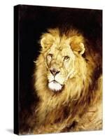 The Head of a Lion-Geza Vastagh-Stretched Canvas