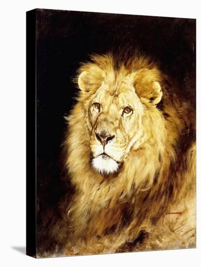 The Head of a Lion-Geza Vastagh-Stretched Canvas