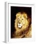 The Head of a Lion-Geza Vastagh-Framed Giclee Print