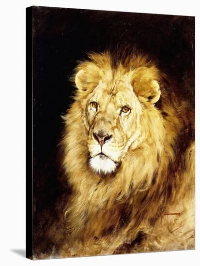 The Head of a Lion-Geza Vastagh-Stretched Canvas