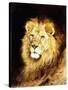 The Head of a Lion-Geza Vastagh-Stretched Canvas