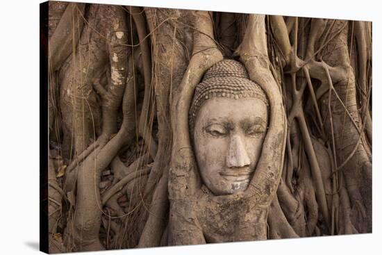 The head of Buddha in Wat Mahathat, Ayutthaya Historical Park, Thailand-Art Wolfe-Stretched Canvas