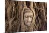 The head of Buddha in Wat Mahathat, Ayutthaya Historical Park, Thailand-Art Wolfe-Mounted Photographic Print