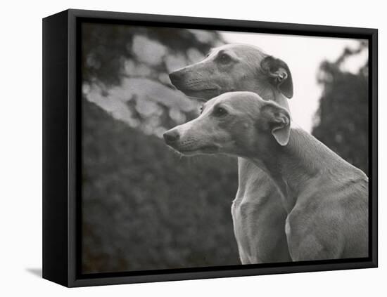 The Heads of Two Whippets Owned by Whitwell-Thomas Fall-Framed Stretched Canvas