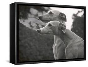 The Heads of Two Whippets Owned by Whitwell-Thomas Fall-Framed Stretched Canvas