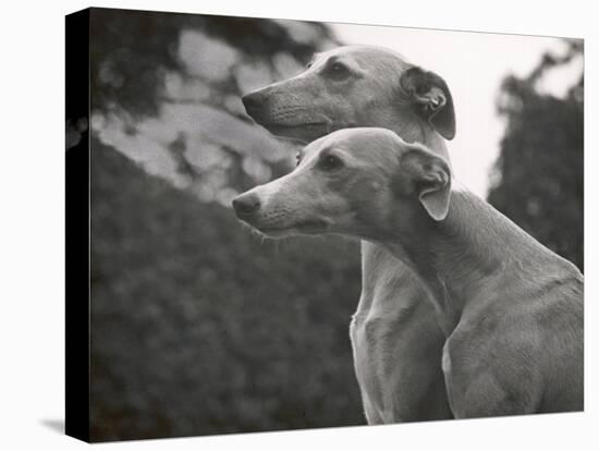 The Heads of Two Whippets Owned by Whitwell-Thomas Fall-Stretched Canvas