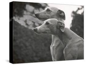 The Heads of Two Whippets Owned by Whitwell-Thomas Fall-Stretched Canvas