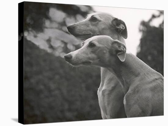 The Heads of Two Whippets Owned by Whitwell-Thomas Fall-Stretched Canvas