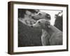 The Heads of Two Whippets Owned by Whitwell-Thomas Fall-Framed Premium Photographic Print