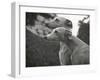 The Heads of Two Whippets Owned by Whitwell-Thomas Fall-Framed Premium Photographic Print