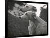 The Heads of Two Whippets Owned by Whitwell-Thomas Fall-Framed Photographic Print