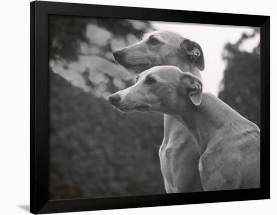 The Heads of Two Whippets Owned by Whitwell-Thomas Fall-Framed Photographic Print