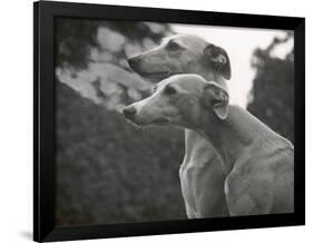 The Heads of Two Whippets Owned by Whitwell-Thomas Fall-Framed Photographic Print